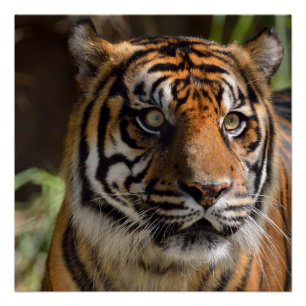 Sumatran Tiger Poster