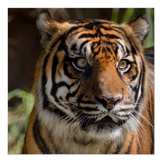 Sumatran Tiger Poster (Voorkant)