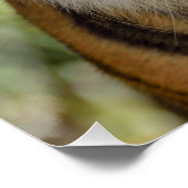 Sumatran Tiger Poster (Hoek)