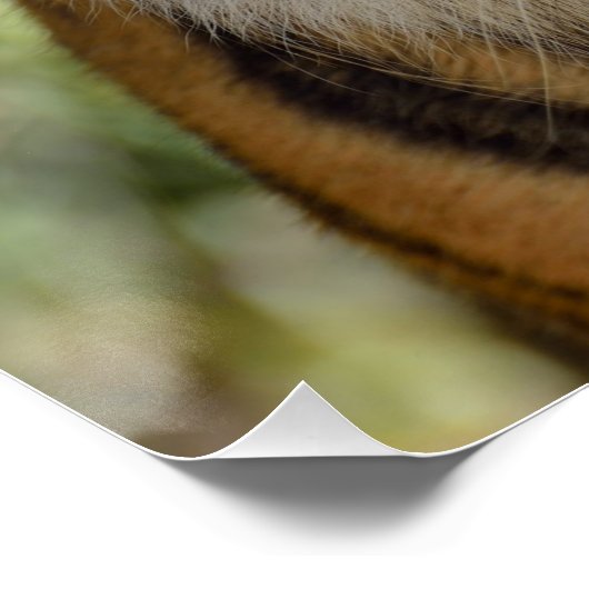 Sumatran Tiger Poster (Hoek)