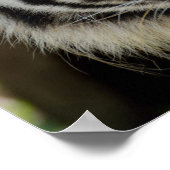 Sumatran Tiger Poster (Hoek)