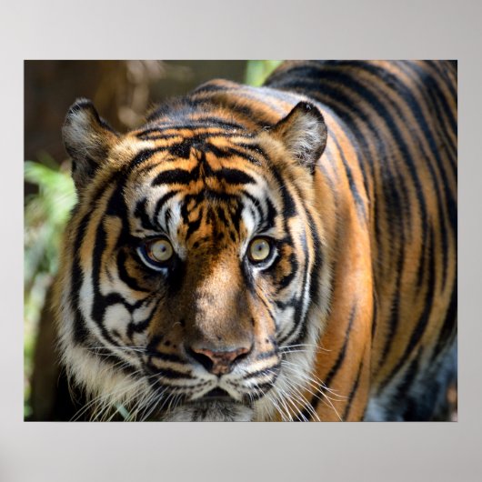 Sumatran Tiger Poster (Voorkant)
