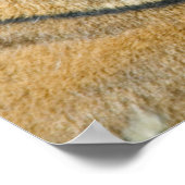 Sumatran Tiger Poster (Hoek)