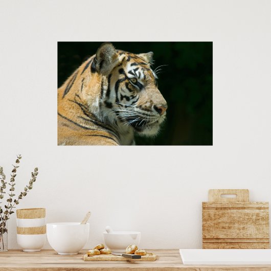 Sumatran Tiger Poster (Keuken)