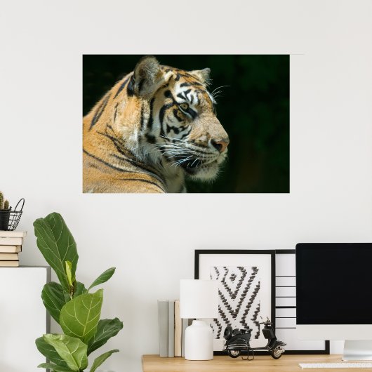 Sumatran Tiger Poster (Thuiskantoor)