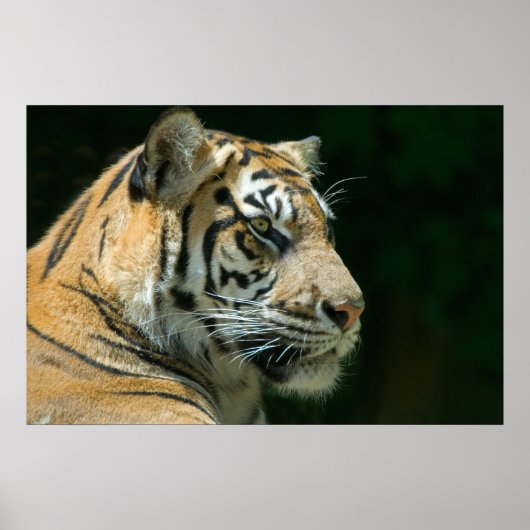 Sumatran Tiger Poster (Voorkant)