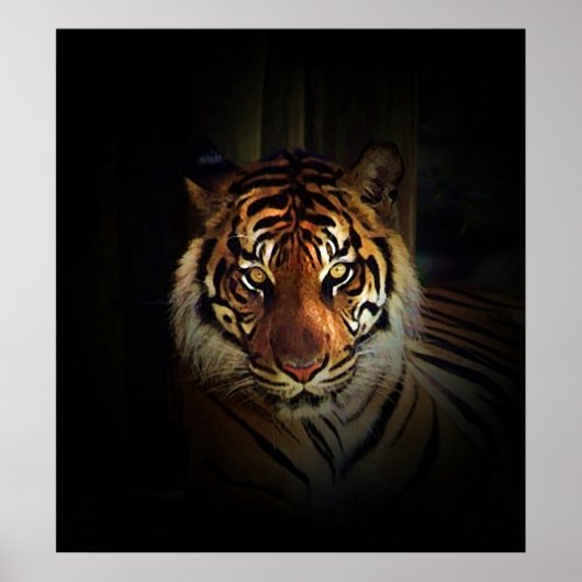 Sumatran Tiger Poster Print (Voorkant)