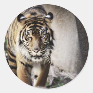 Sumatran Tiger Ronde Sticker