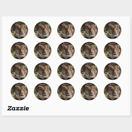 Sumatran Tiger Ronde Sticker (Vel)