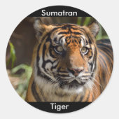Sumatran Tiger Ronde Sticker (Voorkant)