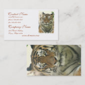 Sumatran Tiger Visitekaartjes (Voorkant / Achterkant)