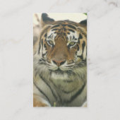 Sumatran Tiger Visitekaartjes (Achterkant)