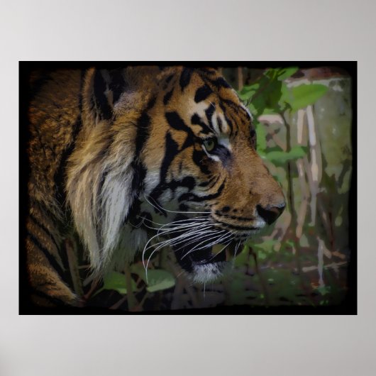 Sumatran Tiger Wildlife Big Cat-Lover Poster (Voorkant)