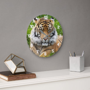 Sumatran Tiger Wildlife Foto Grote Klok