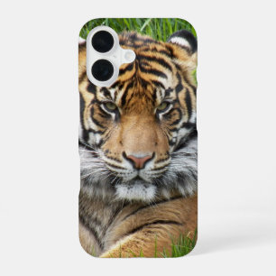 Sumatran Tiger Wildlife Foto iPhone 16 Hoesje
