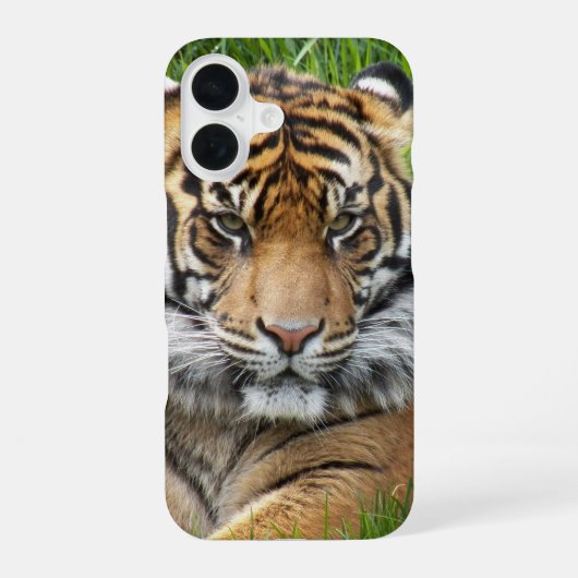 Sumatran Tiger Wildlife Foto iPhone 16 Hoesje (Achterkant)