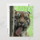 sumatran tijger briefkaart (Voorkant / Achterkant)