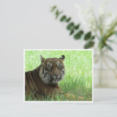 sumatratijger briefkaart (Staand voorkant)