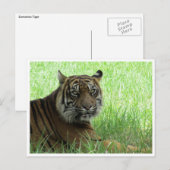 sumatratijger briefkaart (Voorkant / Achterkant)