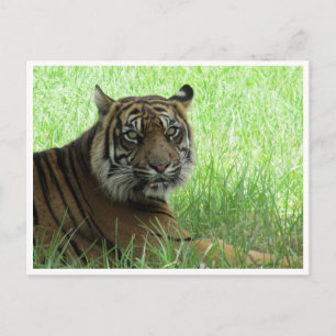 sumatratijger briefkaart
