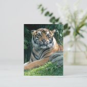 sumatratijger briefkaart (Staand voorkant)