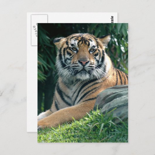 sumatratijger briefkaart (Voorkant / Achterkant)