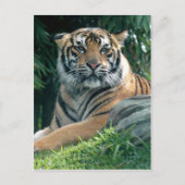 sumatratijger briefkaart (Voorkant)
