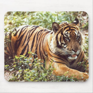 sumatratijger muismat