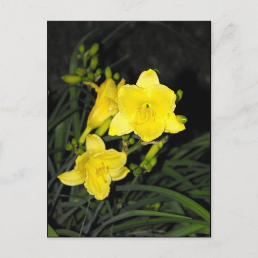 ~ Summer 10 ~ Briefkaart (Voorkant)