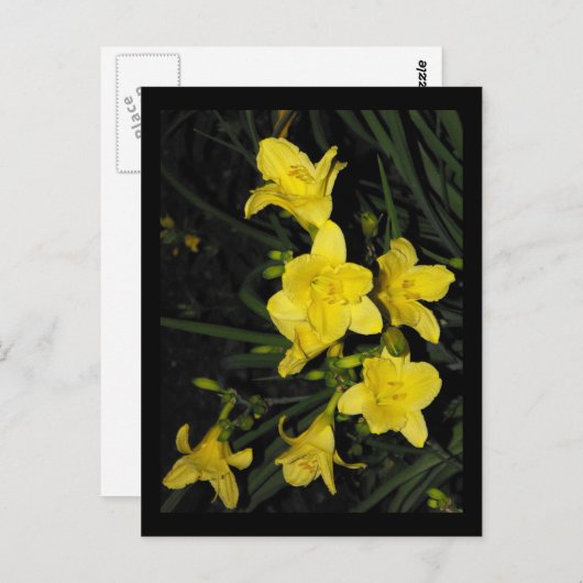 ~ Summer 11 ~ Briefkaart (Voorkant / Achterkant)