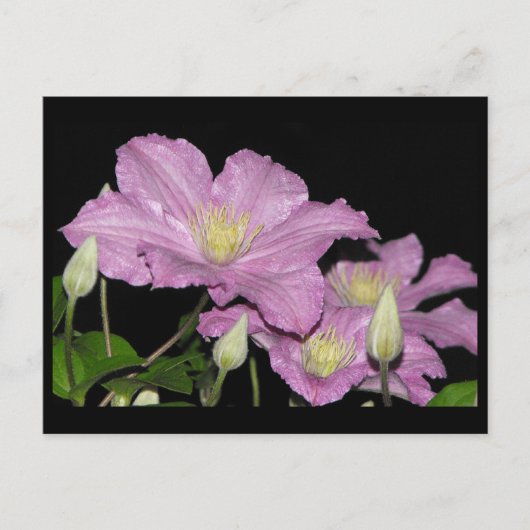 ~ Summer 13 ~ Briefkaart (Voorkant)