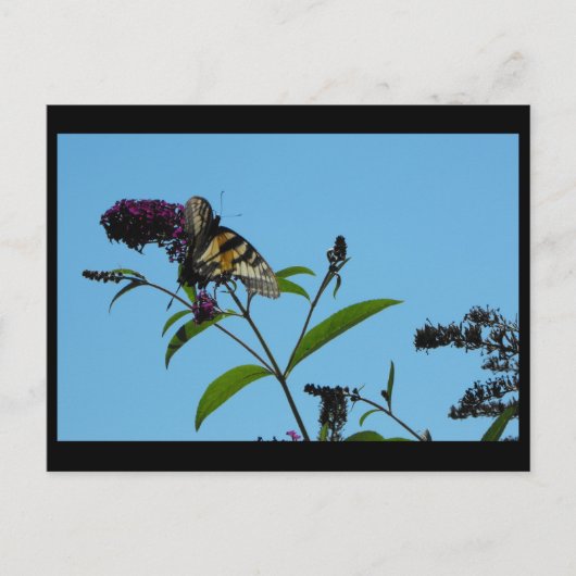 ~ Summer 19 ~ Briefkaart (Voorkant)