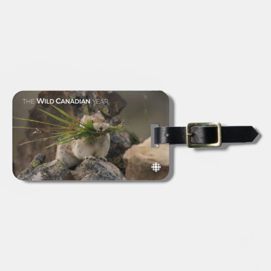 Summer - American Pica Bagagelabel (Voorkant horizontaal)