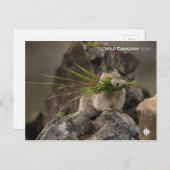 Summer - American Pica Briefkaart (Voorkant / Achterkant)