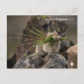 Summer - American Pica Briefkaart (Voorkant)