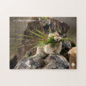 Summer - American Pica Legpuzzel (Horizontaal)