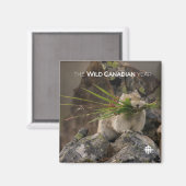 Summer - American Pica Magneet (Voorkant / Achterkant)