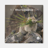 Summer - American Pica Magneet (Voorkant)