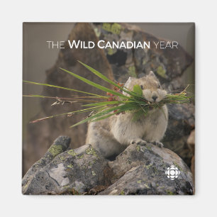 Summer - American Pica Magneet