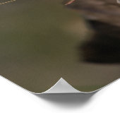 Summer - American Pica Poster (Hoek)