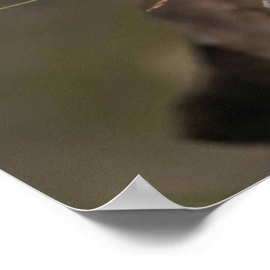 Summer - American Pica Poster (Hoek)