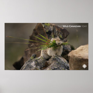 Summer - American Pica Poster