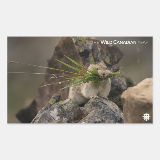 Summer - American Pica Rechthoekige Sticker (Voorkant)