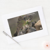 Summer - American Pica Rechthoekige Sticker (Envelop)