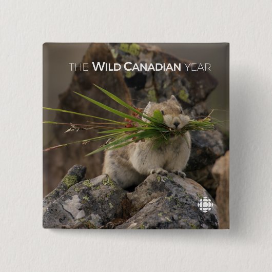 Summer - American Pica Vierkante Button 5,1 Cm (Voorkant)