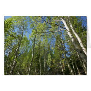 Summer Birch Trees in Rocky Mountain