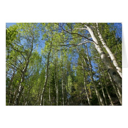 Summer Birch Trees in Rocky Mountain (Voorkant Horizontaal)