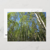 Summer Birch Trees in Rocky Mountain Briefkaart (Voorkant / Achterkant)