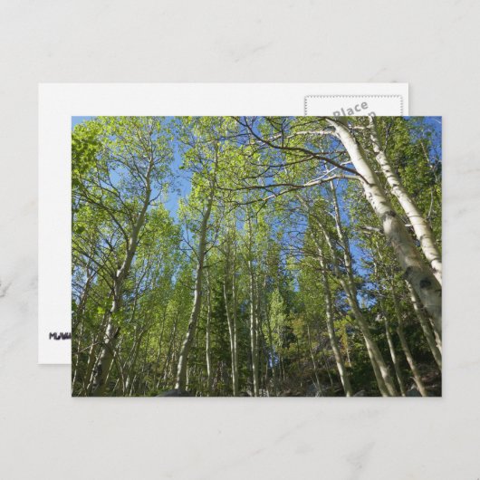 Summer Birch Trees in Rocky Mountain Briefkaart (Voorkant / Achterkant)