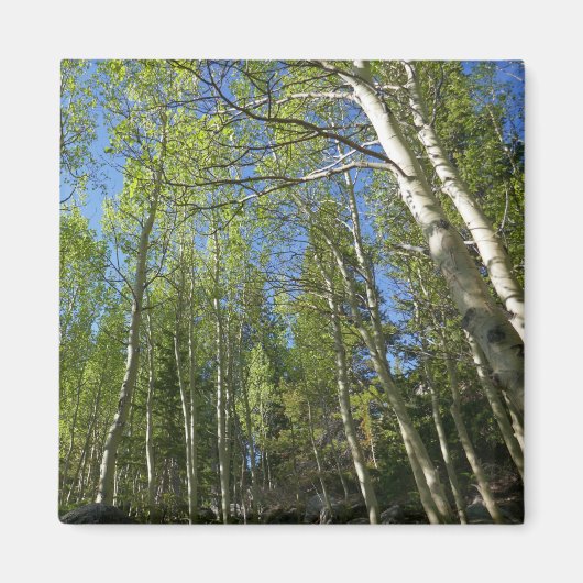Summer Birch Trees in Rocky Mountain Magneet (Voorkant)